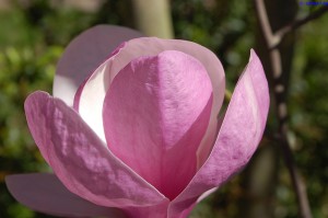 magnolienbluete